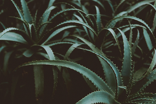 Zoomed-in, moody shot of aloe vera plants.